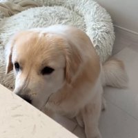 頭を下げる大型犬