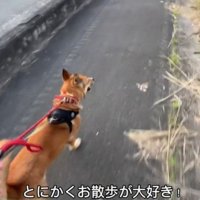 食べることよりもお散歩が好き