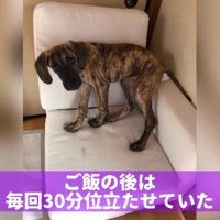 ソファの上に立つ子犬