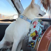 助手席から外を眺める犬