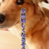 ラッキーくんの態度の違い5