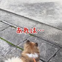 庭にいる人を見つめる犬