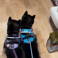 かぜちよくんに駆け寄る柴犬たち