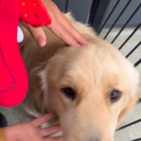 大型犬を撫でる長男