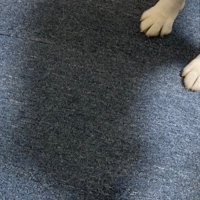 助けを求める声が…