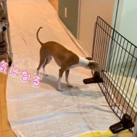 気になることちゃん