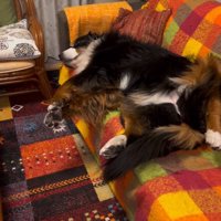 ハウスをお願いする飼い主さん