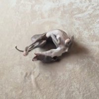 勢い余って体が丸まる細長い犬