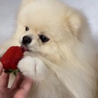 お手々を添えてペロペロ♪