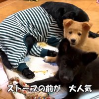 集まる犬と猫