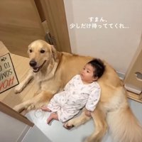 犬の体に寝る赤ちゃん2