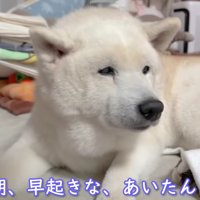 柴犬のあいちゃん