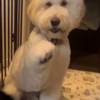 オテする栗丸くん