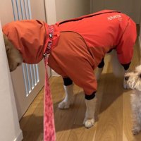 リードを引っ張っても…