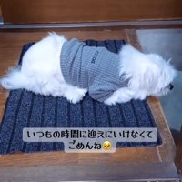 玄関マットの上に伏せる犬
