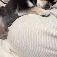 女性のお腹に身を寄せて横になる犬