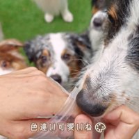 おやつを持っている女性を取り囲むたくさんの犬