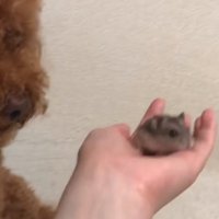 ハムスターを見つめる犬