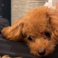 後輩犬を睨みつける雲ちゃん
