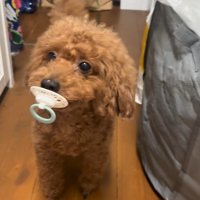 可愛すぎて怒れません♡