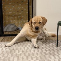 クセ