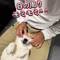 目の周りを揉まれる犬