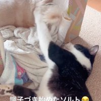 一緒に遊ぶ光景も見られるように♪