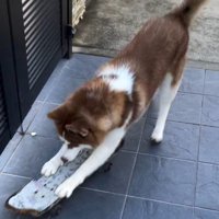 まるでプロ！？