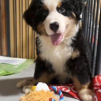 おもちゃの前に座って笑顔を見せる子犬