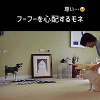 会話ボタンのそばで猫と飼い主を見つめる犬