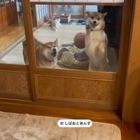 しばお君は吠えて歓迎