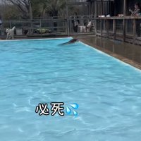 慌てて泳ぐ大型犬