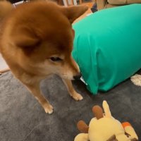 おもちゃとおしゃべりするこたろう君2