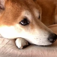 ももちゃんは混ざる気なし？