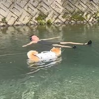 川に浮かんでいる男性のところへ歩いて行く柴犬