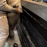 パウくん、カフェのカウンターへ