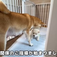 お母さん犬が上下関係を指導