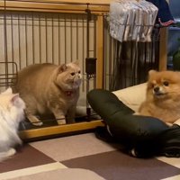 怒るころもちゃん