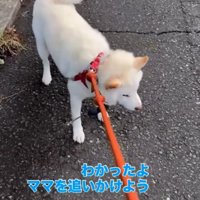 頑なに散歩を拒否する柴犬に折れるパパさん