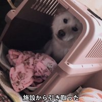 クレートの奥でこちらを見つめる犬