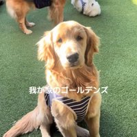 しろ君の同居犬たち
