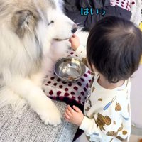ごはんをあげる息子さん