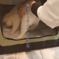 クレートの中に入れられる小さな子犬