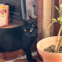 新入り子猫が来ると…