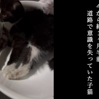 保護されたクロちゃん
