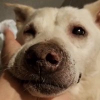 撫でられて穏やかな顔になる老犬