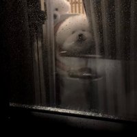 雨の窓越しに見える2匹の犬