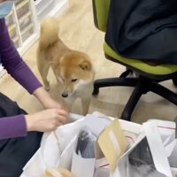 本日も元気に出社。