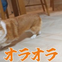 猫じゃらしを見て、険しい顔で走り回る犬