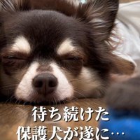 イブちゃんが幸せを掴むまで